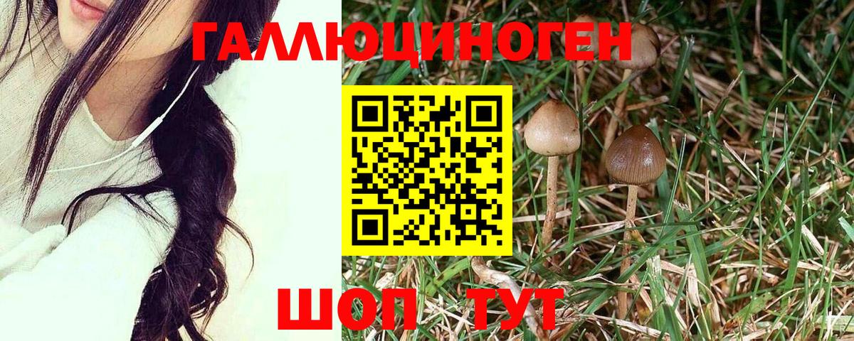 Галлюциногенные грибы Psilocybine cubensis Холмск